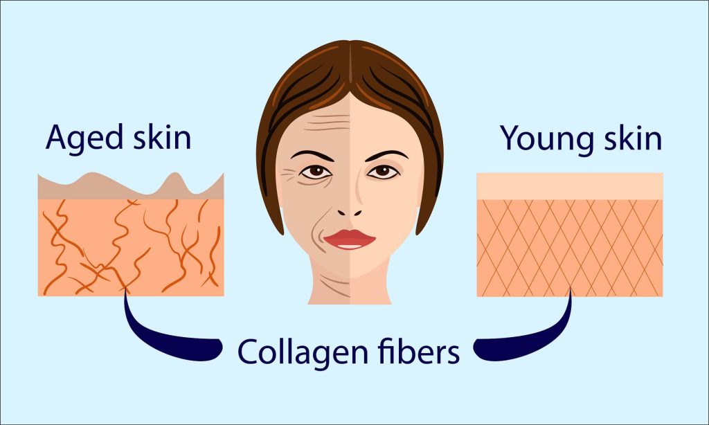 Why Do We Need Collagen?